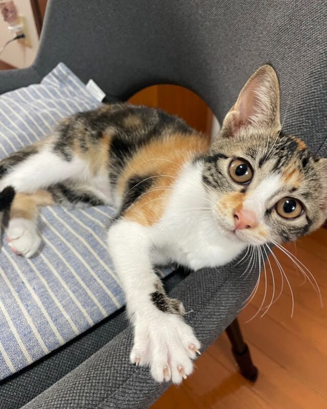 知り合いからのSOS  おはよう✨
猫保護しちゃいました。
目の前に大家さん住んでるから
飼えません誰か飼える方いませんか？宜しくお願いします🙇‍♀️  ■施工事例一覧
https://mra-inc.jp/  #MRA
#広島リフォームの匠
#リフォーム匠
#塗装
#リノベーション
#広島リフォーム
#内装工事
#屋根塗装
#外壁塗装の匠
#防水工事
#ビル改修
#ビル修繕
#店舗改装
#店舗リフォーム
#ビルメンテナンス
#修繕工事
#ペットリフォーム
#屋根工事
#SDGs
＃激辛だけじゃないグルメ祭り
#art
#dog
#love
#happy
#petreform
#follow
#reform
#renovation
#japan